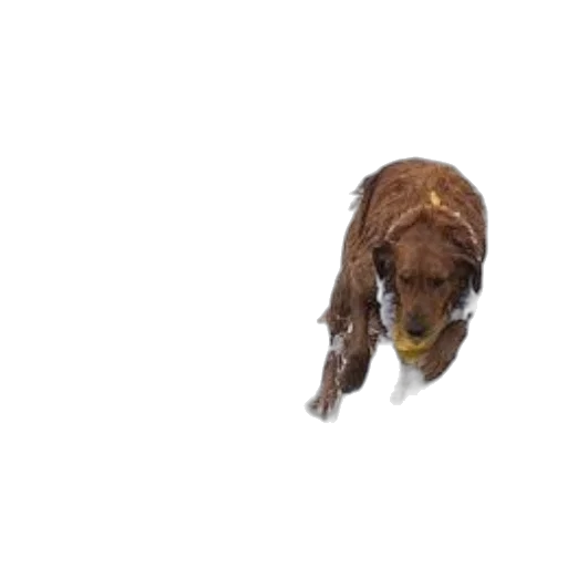 animal, creature, staff, face transparent PNG cut-out