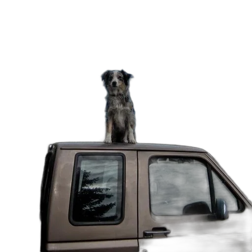 animal, car, staff, creature transparent PNG cut-out