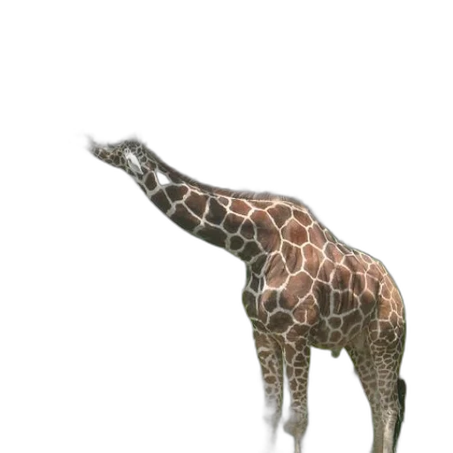 animal, creature, staff, weapon transparent PNG cut-out