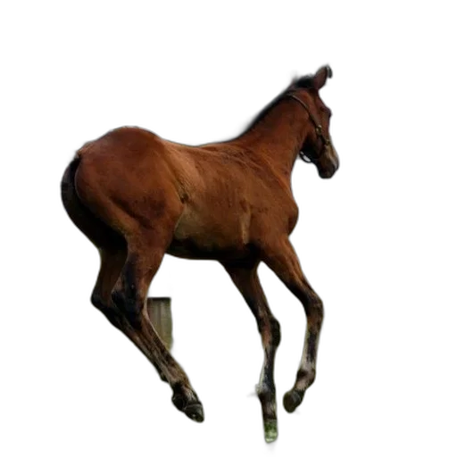 animal, creature, staff, hair transparent PNG cut-out