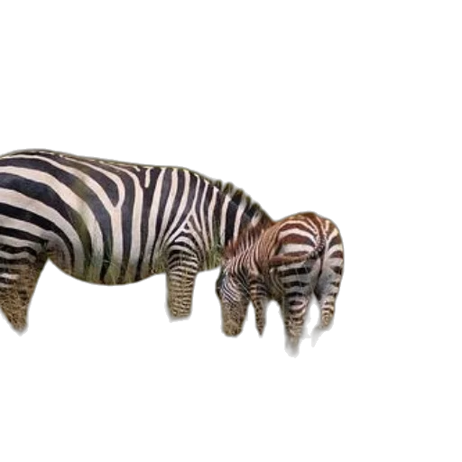 animal, creature, jewelry, furniture transparent PNG cut-out