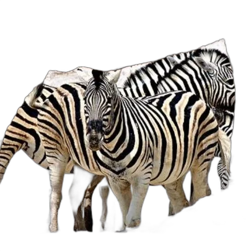 animal, creature, furniture, photorealistic transparent PNG cut-out