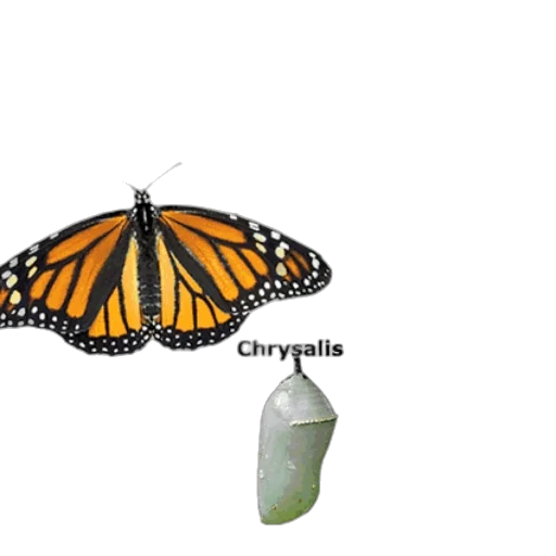 creature, animal, umbrella, jewelry transparent PNG cut-out