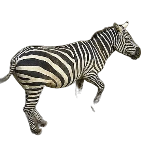 animal, creature, staff, jewelry transparent PNG cut-out
