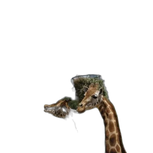 animal, creature, staff, hat transparent PNG cut-out