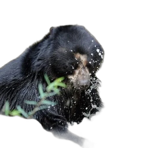 animal, hair, creature, dragon transparent PNG cut-out