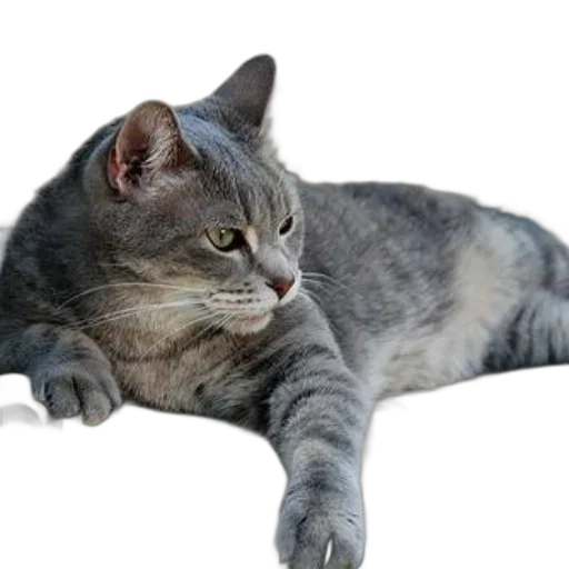 animal, creature, staff, weapon transparent PNG cut-out