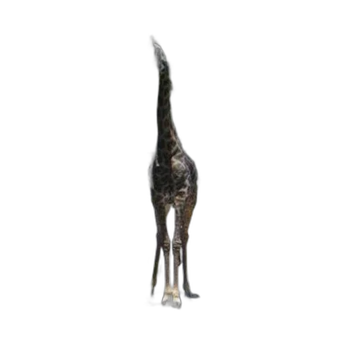 animal, staff, creature, dragon transparent PNG cut-out