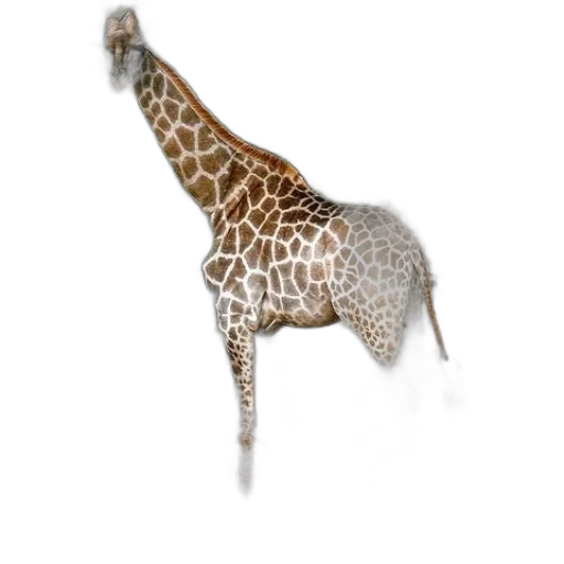 animal, staff, umbrella, jewelry transparent PNG cut-out