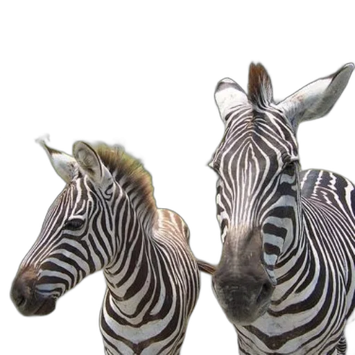 animal, 3d render, photorealistic, two transparent PNG cut-out