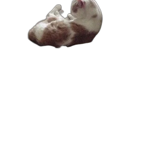 animal, creature, face, mask transparent PNG cut-out