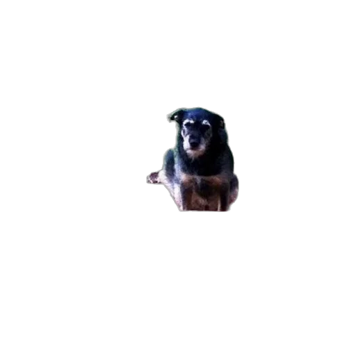 animal, creature, staff, face transparent PNG cut-out