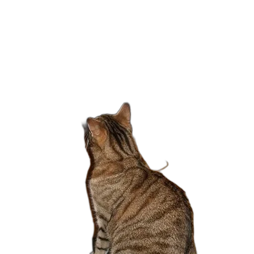 staff, animal, creature, hair transparent PNG cut-out