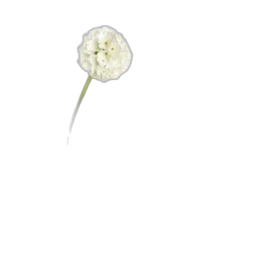flower, staff, weapon, crown transparent PNG cut-out