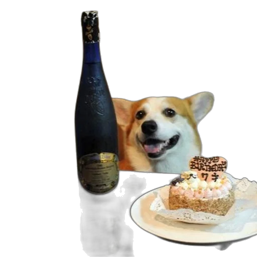 food, animal, dog, sits transparent PNG cut-out