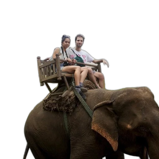 animal, furniture, car, umbrella transparent PNG cut-out