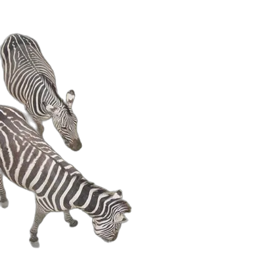 jewelry, furniture, animal, shoes transparent PNG cut-out
