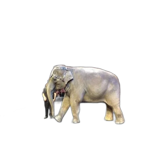 animal, creature, staff, jewelry transparent PNG cut-out