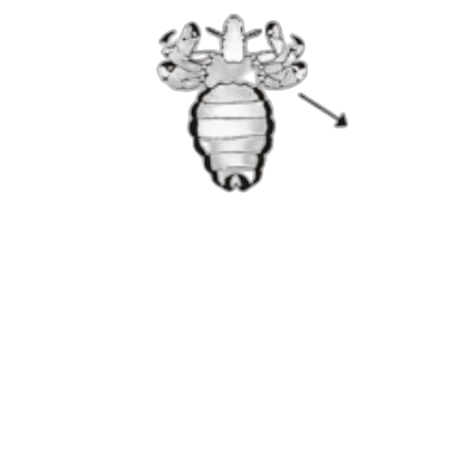 animal, creature, staff, crown transparent PNG cut-out