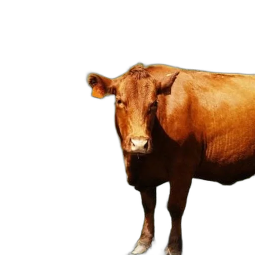 animal, food, creature, face transparent PNG cut-out