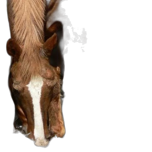 animal, creature, staff, weapon transparent PNG cut-out
