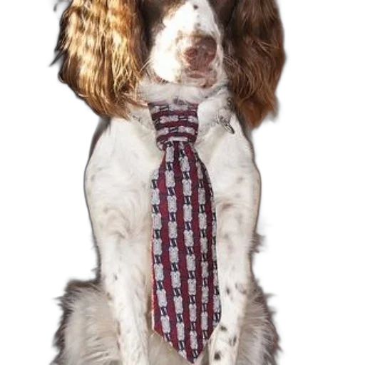 staff, animal, photorealistic, dog transparent PNG cut-out