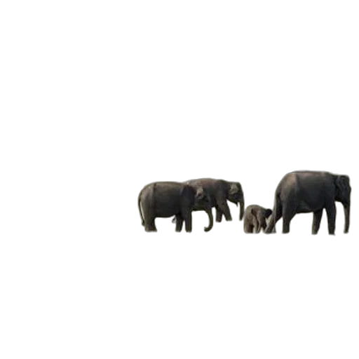 animal, furniture, jewelry, creature transparent PNG cut-out