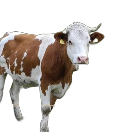animal, creature, food, face transparent PNG cut-out