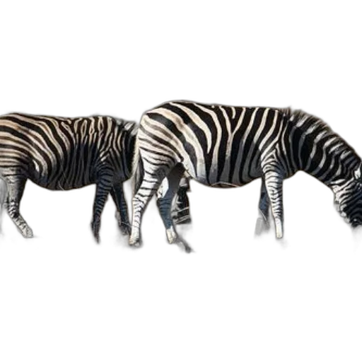 animal, creature, jewelry, furniture transparent PNG cut-out
