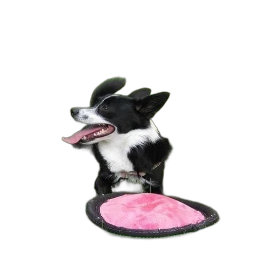 hat, animal, staff, jewelry transparent PNG cut-out