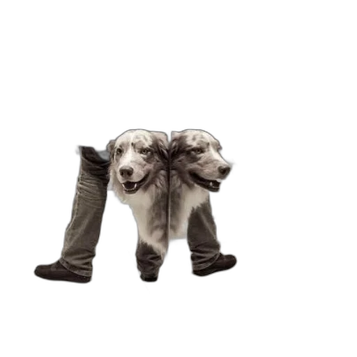 animal, shoes, staff, 3d render transparent PNG cut-out