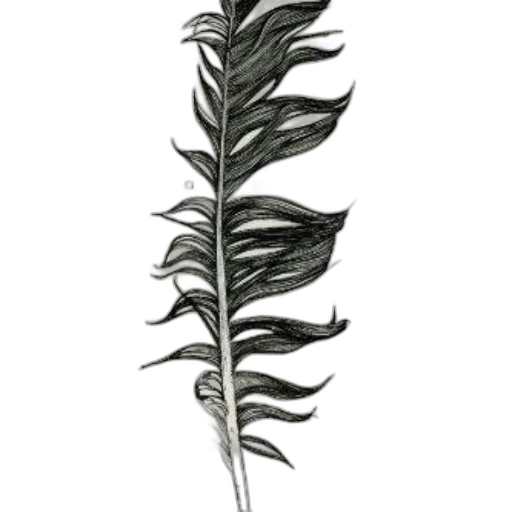 staff, flower, weapon, sword transparent PNG cut-out