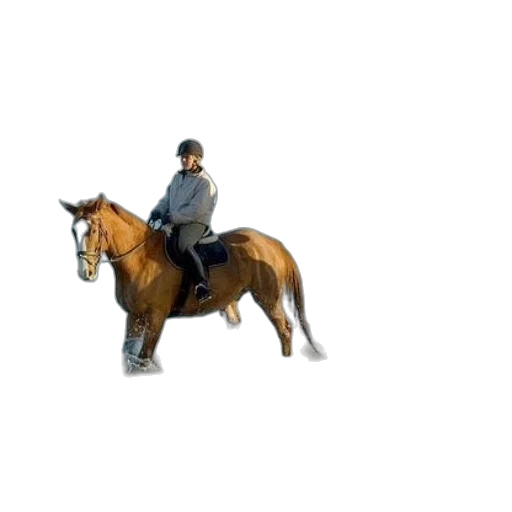 animal, photorealistic, concept art, pixel art transparent PNG cut-out