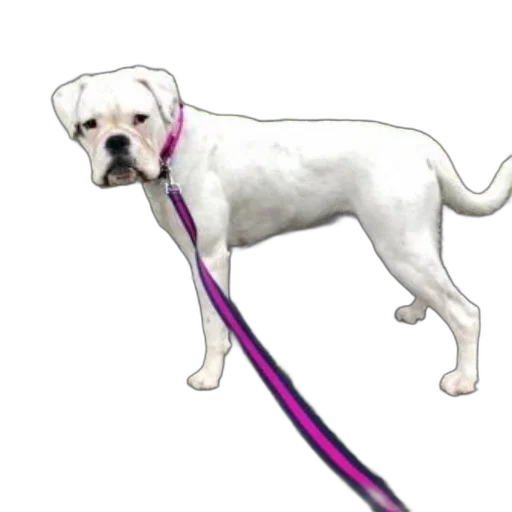 staff, animal, weapon, creature transparent PNG cut-out