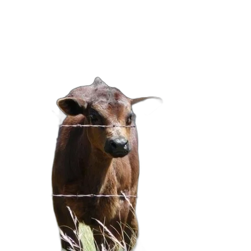 animal, creature, face, hair transparent PNG cut-out