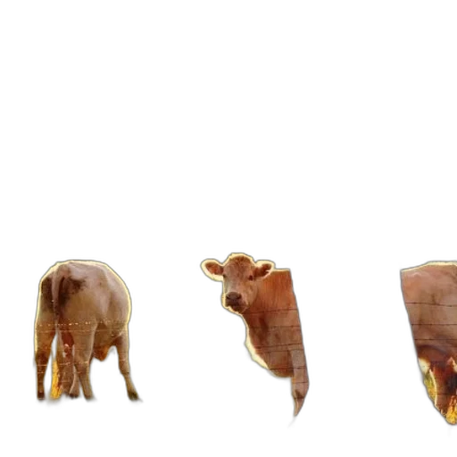animal, creature, food, furniture transparent PNG cut-out