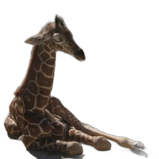 animal, creature, staff, shoes transparent PNG cut-out