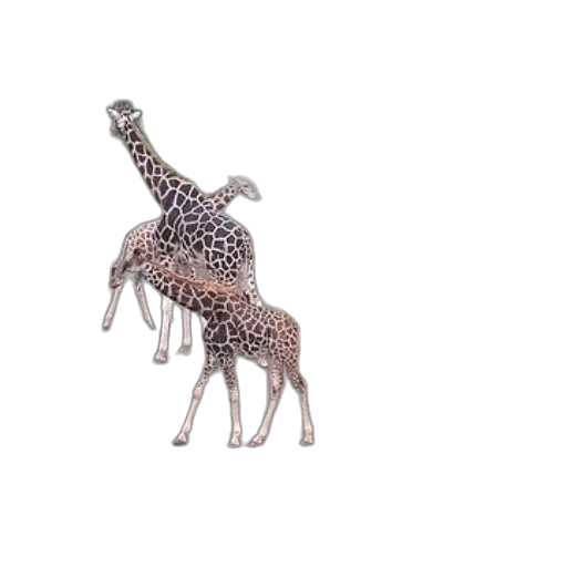 animal, creature, jewelry, umbrella transparent PNG cut-out