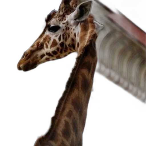 animal, staff, creature, weapon transparent PNG cut-out