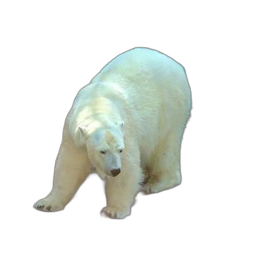 animal, creature, face, staff transparent PNG cut-out