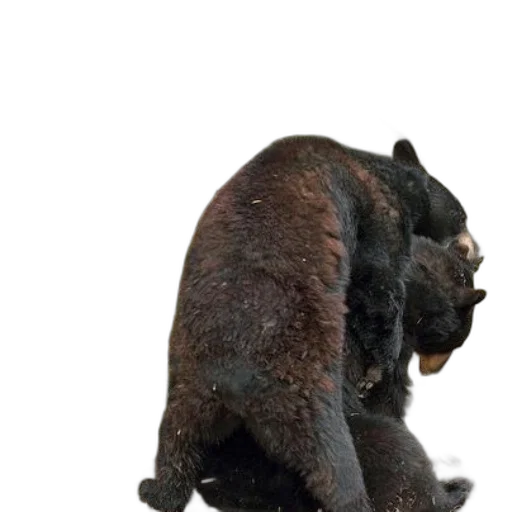 animal, creature, hair, staff transparent PNG cut-out