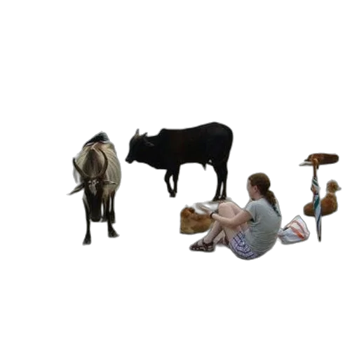 animal, food, shoes, jewelry transparent PNG cut-out