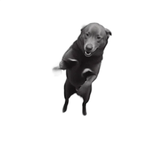 animal, staff, creature, photorealistic transparent PNG cut-out
