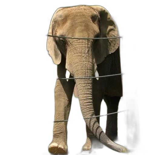 animal, staff, weapon, creature transparent PNG cut-out