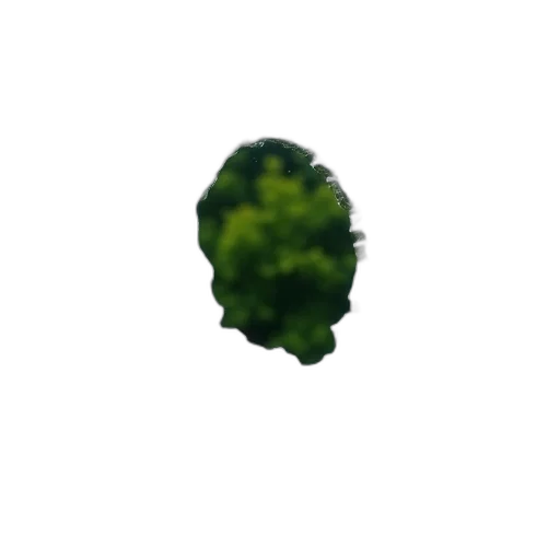 tree, crown, face, mask transparent PNG cut-out