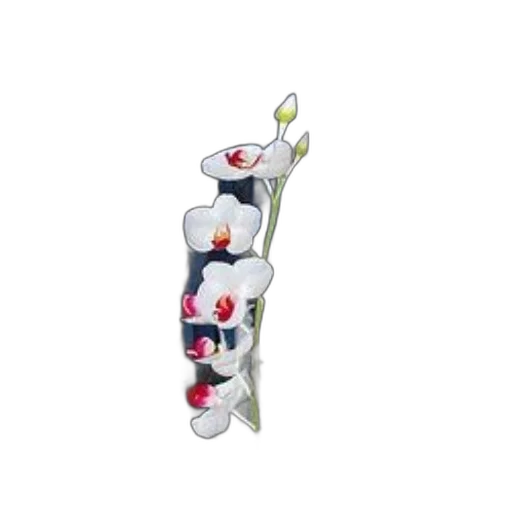 jewelry, staff, flower, weapon transparent PNG cut-out