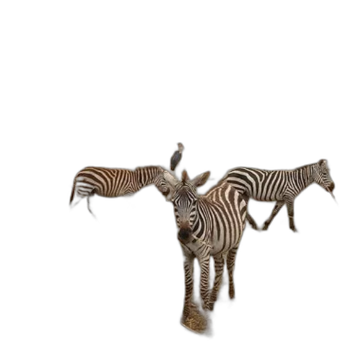 animal, creature, furniture, staff transparent PNG cut-out