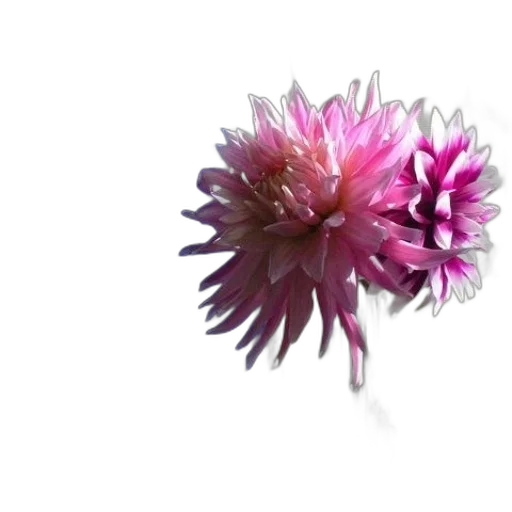 flower, crown, hair, jewelry transparent PNG cut-out