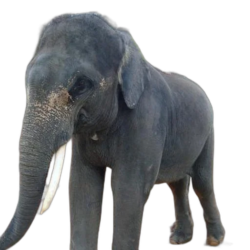 animal, creature, staff, photorealistic transparent PNG cut-out