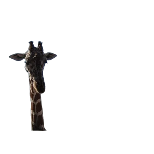 animal, staff, umbrella, sword transparent PNG cut-out